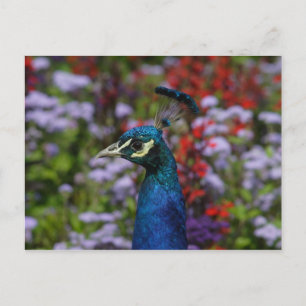 Schönes Pfau Portrait Postkarte