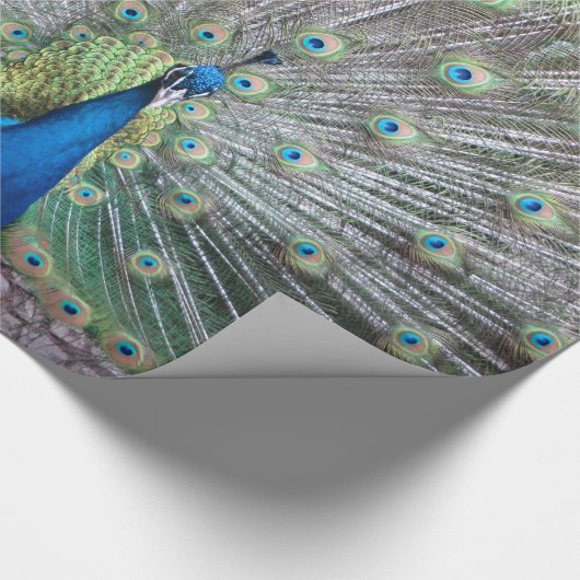 Schönes Pfau-Vogel-Gefieder-bunte Feder Geschenkpapier (Ecke)
