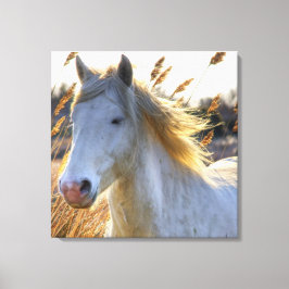 Schönes Pferd Leinwanddruck