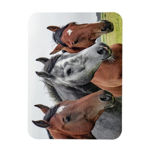 Schönes Pferd Magnet (Vertikal)
