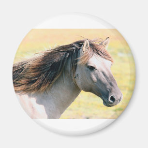 Schönes Pferd Magnet