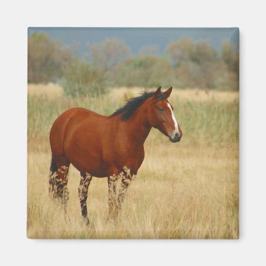 Schönes Pferd Magnet (Vorne)