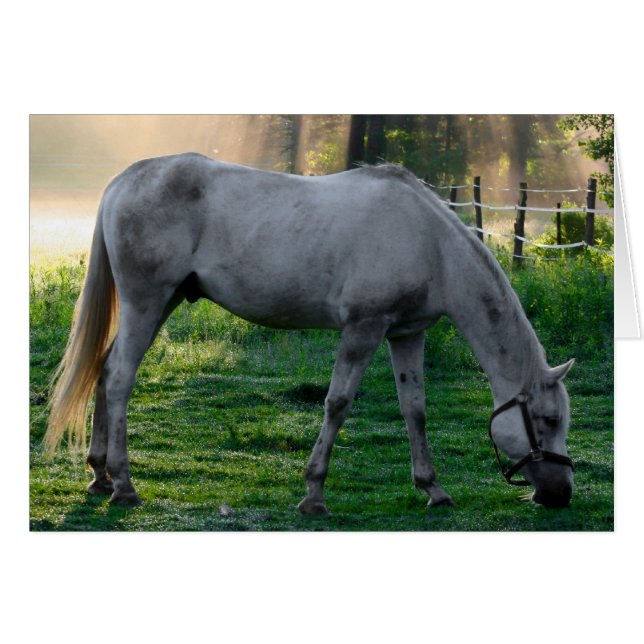 Schönes Pferd Phantastisch Graze (Vorderseite (Horizontal))
