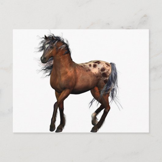 schönes Pferd Postkarte (Vorderseite)