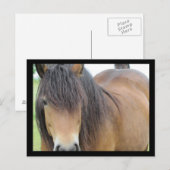 Schönes Pferd Postkarte (Vorne/Hinten)