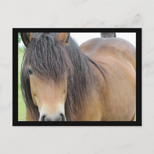 Schönes Pferd Postkarte (Vorderseite)
