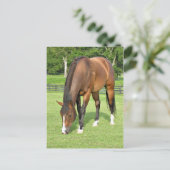 Schönes Pferd Postkarte (Stehend Vorderseite)