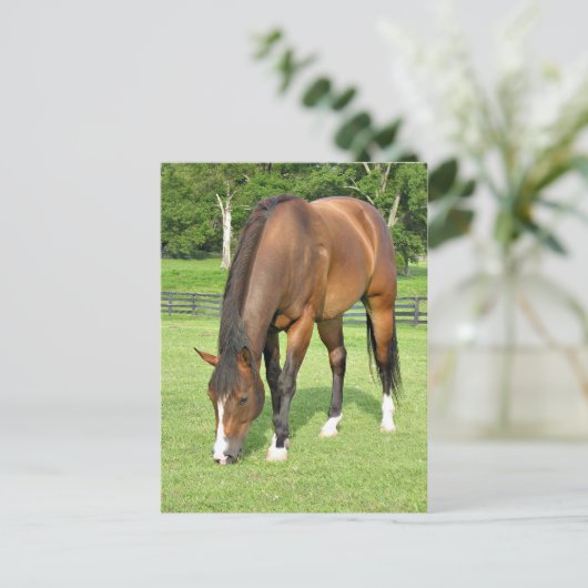 Schönes Pferd Postkarte (Stehend Vorderseite)