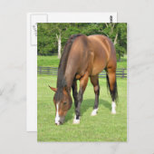 Schönes Pferd Postkarte (Vorne/Hinten)