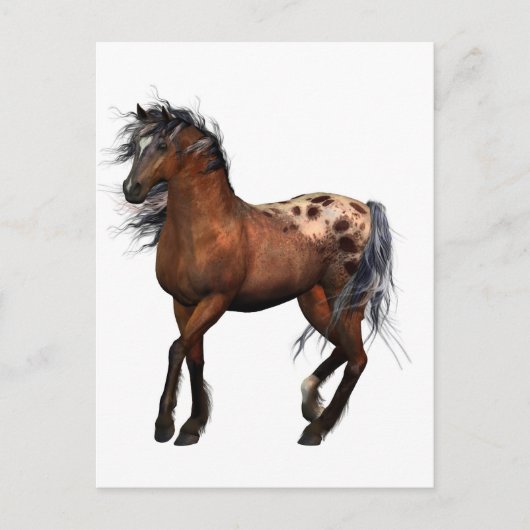 schönes Pferd Postkarte (Vorderseite)