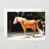 Schönes Pferdetier Postkarte (Vorne/Hinten)