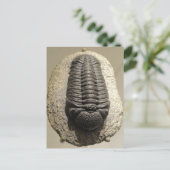 Schönes Phacops-Trilobit-Fossil-Foto Postkarte (Stehend Vorderseite)
