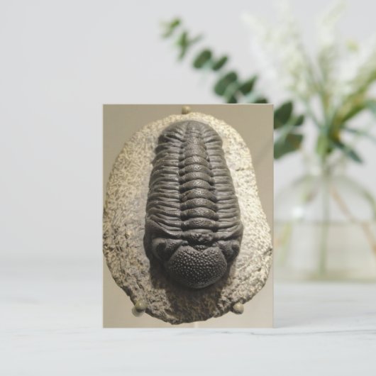 Schönes Phacops-Trilobit-Fossil-Foto Postkarte (Stehend Vorderseite)