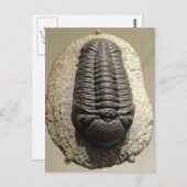 Schönes Phacops-Trilobit-Fossil-Foto Postkarte (Vorne/Hinten)