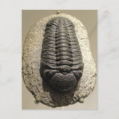 Schönes Phacops-Trilobit-Fossil-Foto Postkarte (Vorderseite)