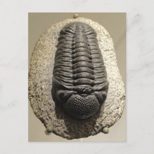 Schönes Phacops-Trilobit-Fossil-Foto Postkarte (Vorderseite)