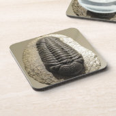 Schönes Phacops-Trilobit-Fossil-Foto Untersetzer (Linke Seite)