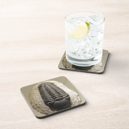 Schönes Phacops-Trilobit-Fossil-Foto Untersetzer (Rechte Seite)