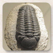 Schönes Phacops-Trilobit-Fossil-Foto Untersetzer (Vorderseite)