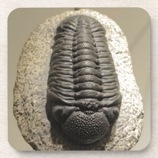 Schönes Phacops-Trilobit-Fossil-Foto Untersetzer (Vorderseite)