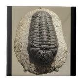 Schönes Phacops trilobite Fossil-Foto Fliese (Vorderseite)