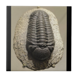 Schönes Phacops trilobite Fossil-Foto Fliese