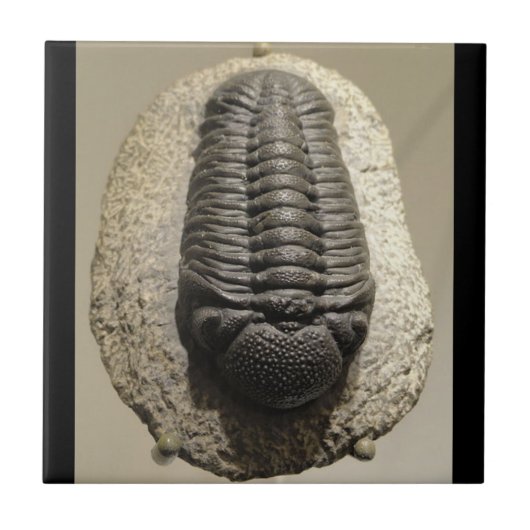 Schönes Phacops trilobite Fossil-Foto Fliese (Vorderseite)