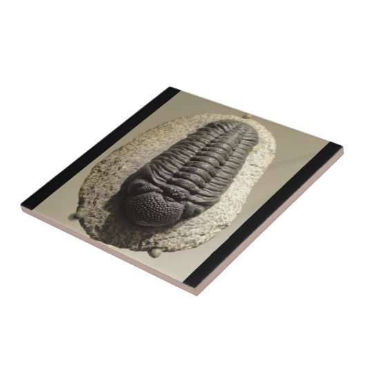Schönes Phacops trilobite Fossil-Foto Fliese (Seite)