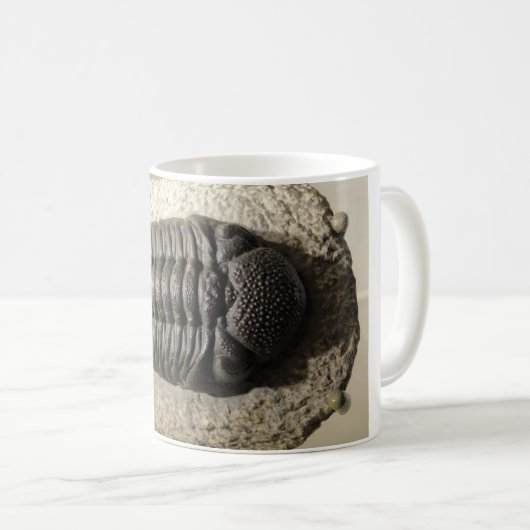 Schönes Phacops trilobite Fossil-Foto Kaffeetasse (VorderseiteRechts)