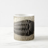 Schönes Phacops trilobite Fossil-Foto Kaffeetasse (Mittel)