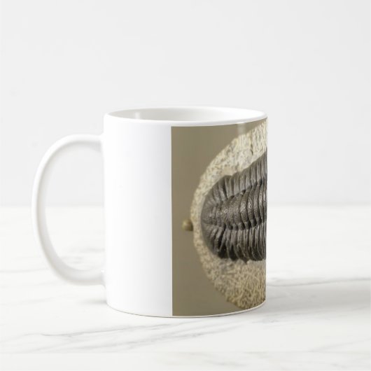 Schönes Phacops trilobite Fossil-Foto Kaffeetasse (Links)