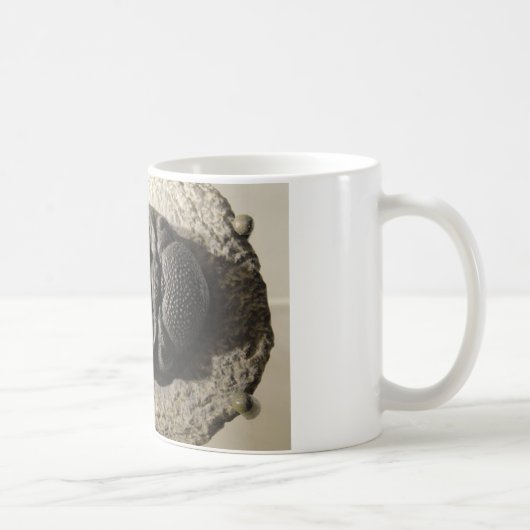 Schönes Phacops trilobite Fossil-Foto Kaffeetasse (Rechts)