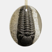 Schönes Phacops trilobite Fossil-Foto Keramikornament (Rechts)
