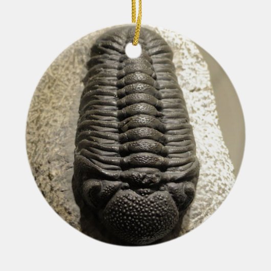 Schönes Phacops trilobite Fossil-Foto Keramikornament (Vorne)