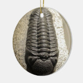 Schönes Phacops trilobite Fossil-Foto Keramikornament (Links)