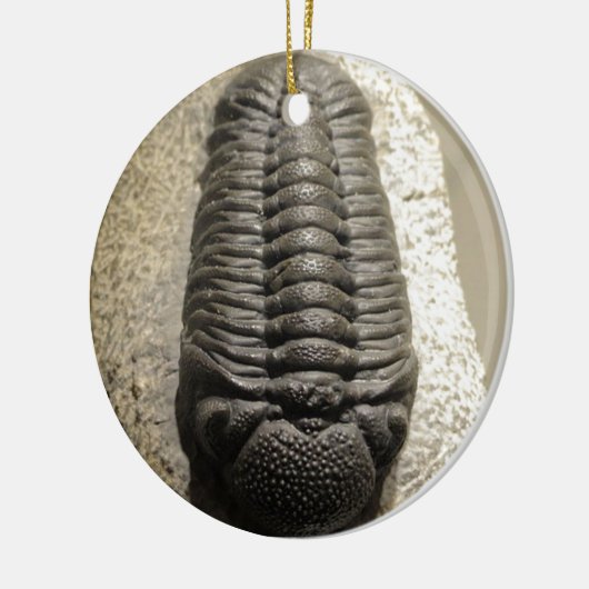 Schönes Phacops trilobite Fossil-Foto Keramikornament (Links)