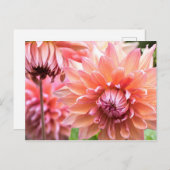 Schönes Pink Dahlias Postkarte (Vorne/Hinten)