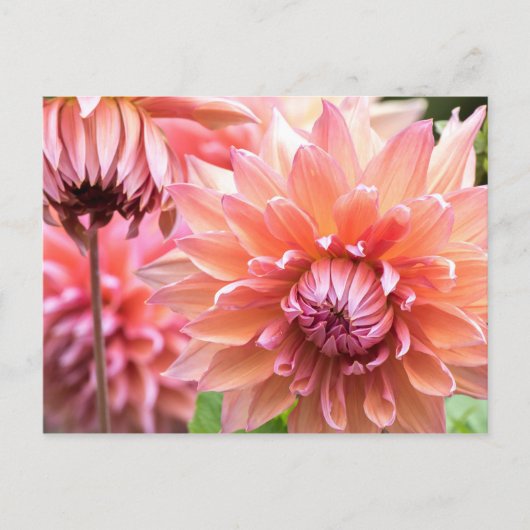 Schönes Pink Dahlias Postkarte (Vorderseite)