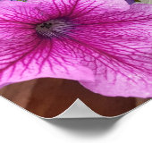 Schönes Pink Petunia Blumengarten Poster (Ecke)
