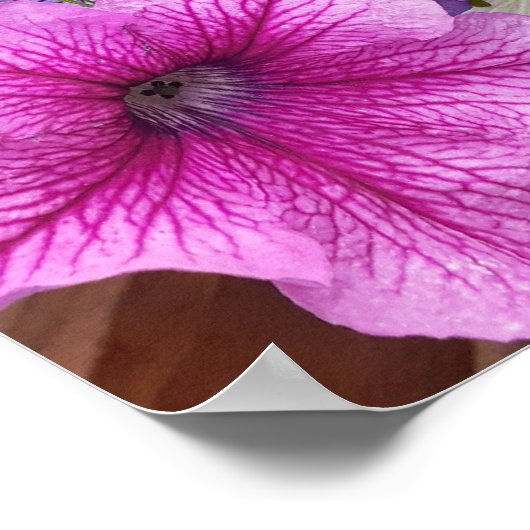 Schönes Pink Petunia Blumengarten Poster (Ecke)