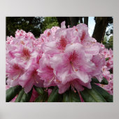 Schönes Pink Rhododendron Bloms Floral Poster (Vorne)
