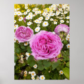 Schönes Pink Rose Blumengarten Poster (Vorne)