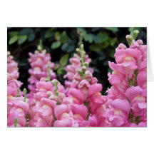 Schönes Pink Snapdragons Blumengebirge Foto