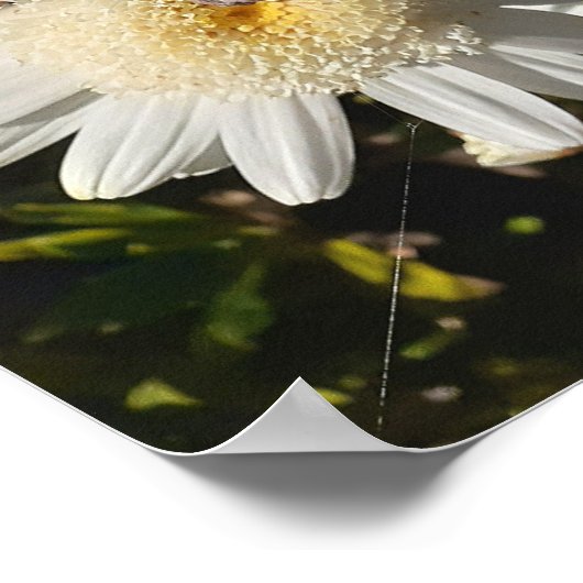 Schönes Plakat für die Weiße Daisy Blume Garten (Ecke)
