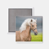 Schönes Portrait Palomino Pferd mit Long Mane Magnet (Vorderseite/Rückseite)