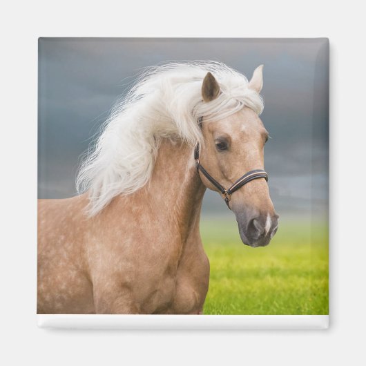 Schönes Portrait Palomino Pferd mit Long Mane Magnet (Vorne)