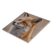 Schönes Portrait von Red Fox in Wilderness 2a Fliese (Seite)