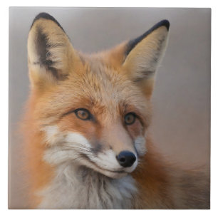 Schönes Portrait von Red Fox in Wilderness 3a Fliese