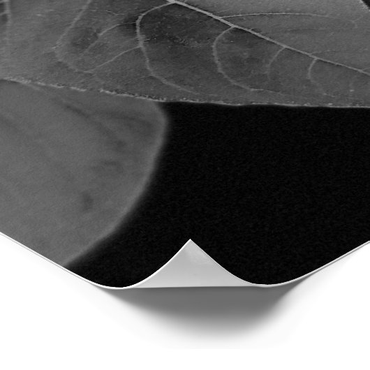 Schönes Poster der Sonnenblume in Schwarz und Weiß (Ecke)