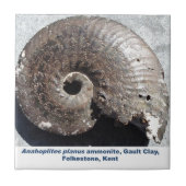 Schönes Pyritammonitfossil, das Nähte zeigt Fliese (Vorderseite)